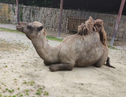 4.B, 5.B školní výlet SAFARI Dvůr Králové