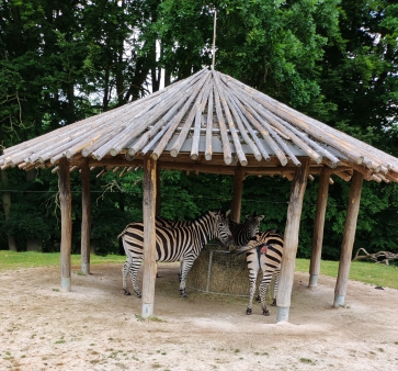 4.B, 5.B školní výlet SAFARI Dvůr Králové