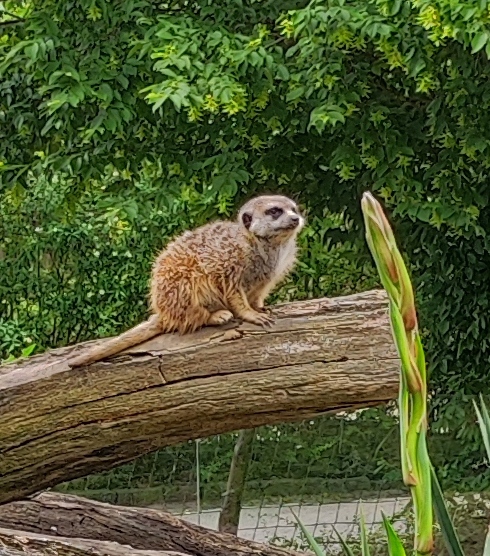 4.B, 5.B školní výlet SAFARI Dvůr Králové