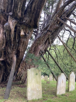 wilmington cemetery