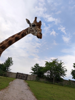 4.B, 5.B školní výlet SAFARI Dvůr Králové