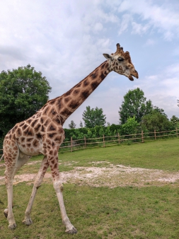 4.B, 5.B školní výlet SAFARI Dvůr Králové