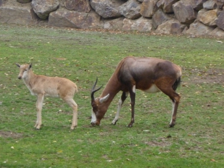 Dinopark Plzeň - 1.B