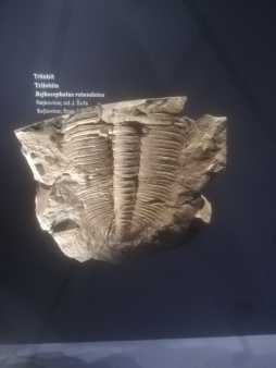 4.B - Národní muzeum - výstava: Okno do pravěku -  od trilobitů po mamuty