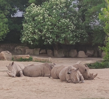 4.B, 5.B školní výlet SAFARI Dvůr Králové