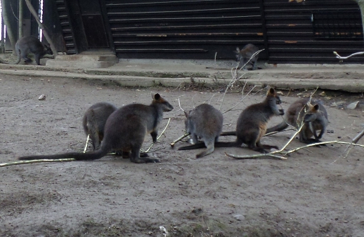 Návštěva pražské ZOO - 7.A a 9.B