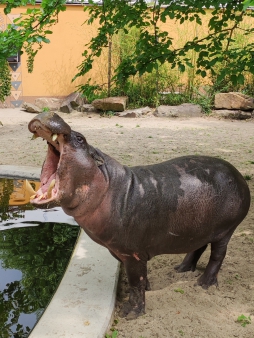 4.B, 5.B školní výlet SAFARI Dvůr Králové