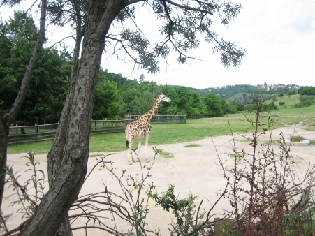 Projektový týden - Pavilony pražské ZOO