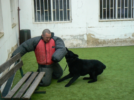 Teorie a praxe v práci se služebními psy