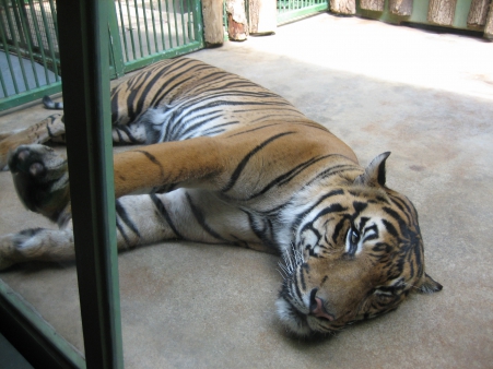 Projektový týden - Pavilony pražské ZOO